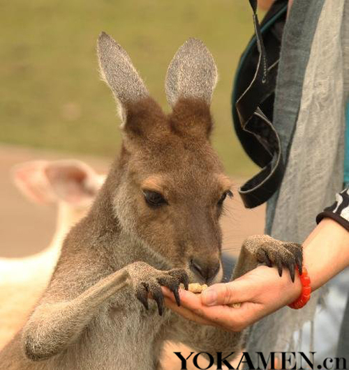 與袋鼠一起揮桿 西澳珀斯高爾夫魅力之旅 與袋鼠一起揮桿 西澳珀斯高爾夫魅力之旅