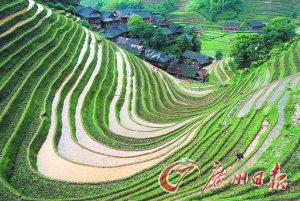 　　龍勝梯田錯(cuò)落有致。