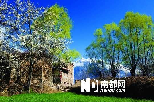 　　三月里,川西北的梨花盛放,寨子、碉樓、梨花……構(gòu)成最美的丹巴風光。