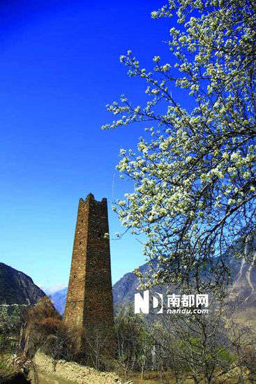 　　丹巴的碉樓與梨花互相輝映。