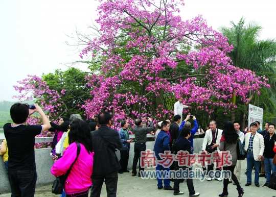 “反季節(jié)櫻花”綻放農博會 冬季也有櫻花可賞