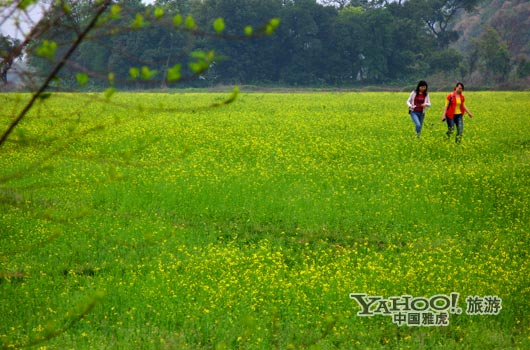 　　英德國(guó)家森林公園是廣東唯一的油菜花主題旅游景區(qū)。(圖片來(lái)源:CFP)