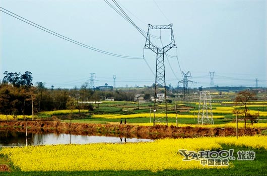 　　三月是川西平原油菜花盛開(kāi)的季節(jié)。(圖片來(lái)源:CFP)