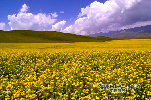 　　青海門(mén)源的油菜花景色甚為壯觀,十足的西部風(fēng)味。(圖片來(lái)源:CFP)