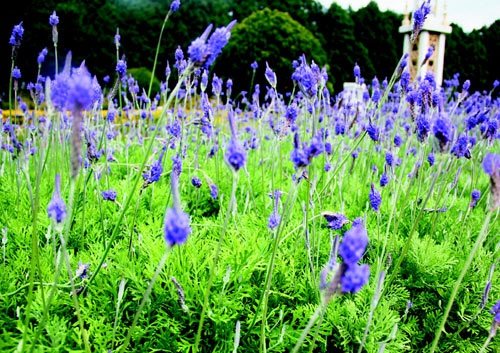 　　日月潭九族文化村內(nèi)水沙連歐洲花園園區(qū)內(nèi)數(shù)十萬(wàn)株熏衣草,已開(kāi)得美不勝收,令游客陶醉。