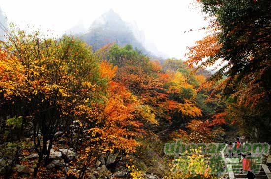 深秋去堯山賞紅葉、泡溫泉、拜大佛