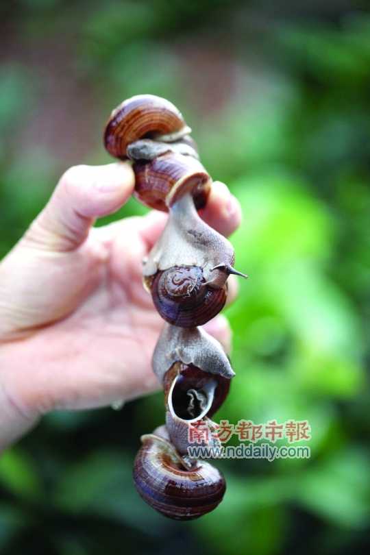 廣西的野生蝸牛追求原汁原味，做法也非常精簡。