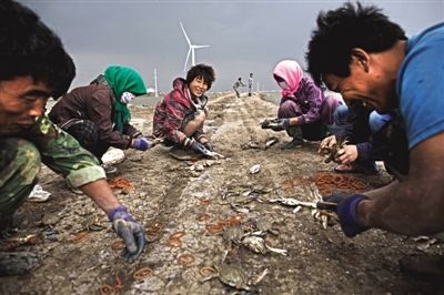 大雨將至，渤海邊的蟹池旁，蟹農(nóng)們不慌不忙地收綁梭子蟹。