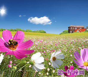 十二星座代表什么花？