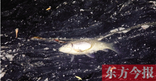 五月九日，鄭州帝湖，漂在黑色的湖面上的死魚