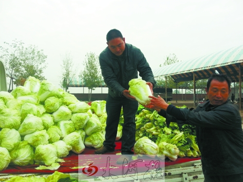 白菜進(jìn)入大量上市期,但價(jià)格卻不便宜。
