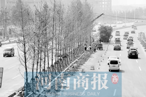 　西三環(huán)化工路，工人正在車道中間種植銀杏樹