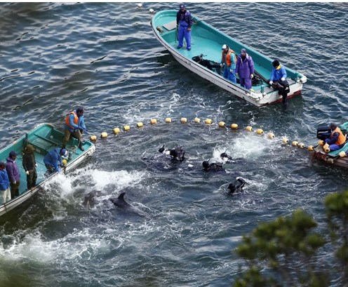 圖為當(dāng)?shù)貪O民正在把海豚趕入屠殺圈內(nèi)。