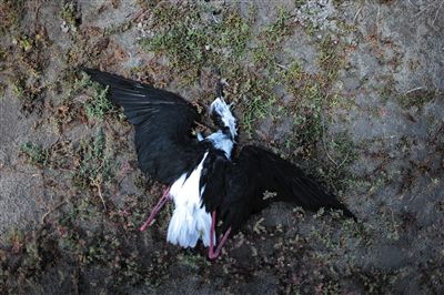 死去的鳥兒達到200多只，還有鳥兒在湖邊淤泥中掙扎著。