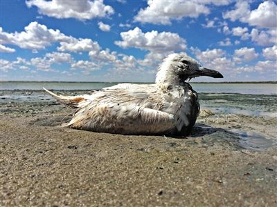 死去的鳥兒達到200多只，還有鳥兒在湖邊淤泥中掙扎著。