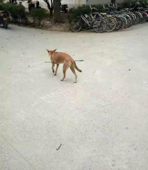 華科大校園內(nèi)，一條流浪狗腹部被箭射穿，地上留著斑斑血跡。