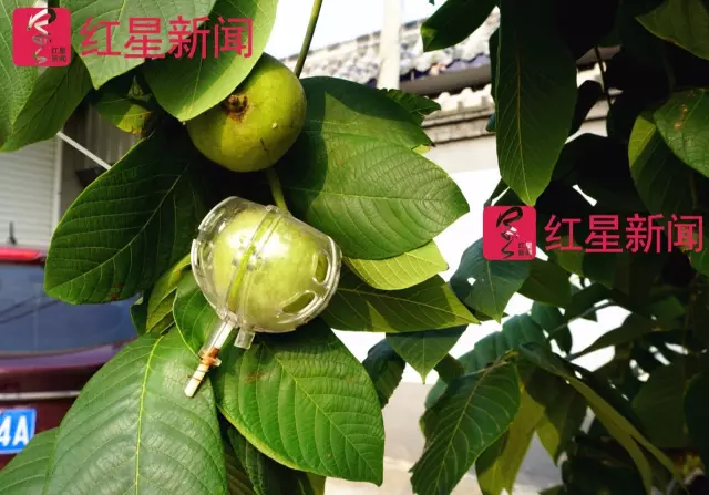 文玩核桃遇冷由幾萬一對降到5元沒人要？商戶否認(rèn)