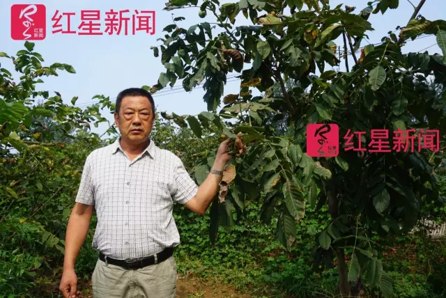 文玩核桃遇冷由幾萬一對降到5元沒人要？商戶否認(rèn)