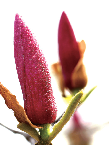 在鄭州，玉蘭才是春的使者