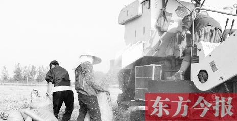 李正厚的妻子鮑本華（右）和一位村民拎著麻袋來到收割機前，接住傾倒出來的麥粒
