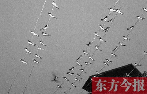 濟(jì)源市克井鎮(zhèn)苗莊村一戶農(nóng)家的晾衣繩上，上百只燕子來(lái)做客