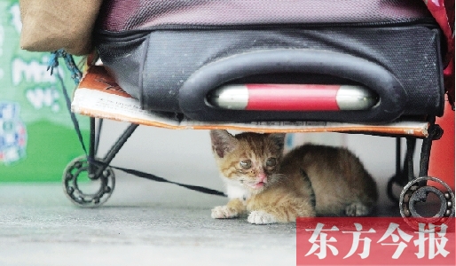 昨日，鄭州火車站廣場(chǎng)。一只小貓鉆到了行李下躲避烈日