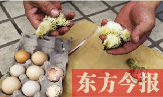 昨天上午，鄭州市紫東苑小區(qū)一住戶家的烏雞蛋竟然孵出了小雞