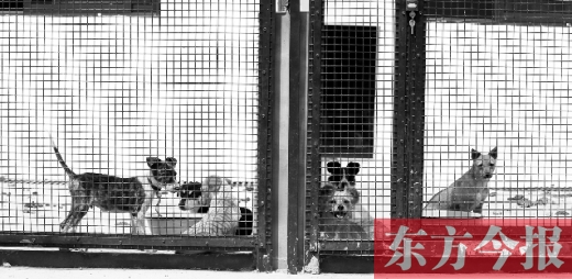 被主人遺棄的小狗暫時(shí)寄居在鄭州市犬只收容中心內(nèi)，如果沒有人來認(rèn)領(lǐng)，他們將被處以安樂死