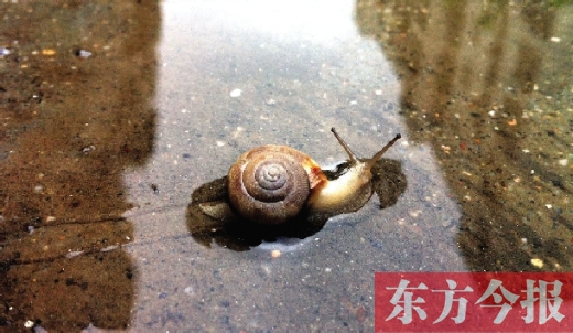 堵車俺不怕，就怕發(fā)大水，這不，一大早蹚水過街，現(xiàn)在已經(jīng)是下午了，俺還在馬路中間呢