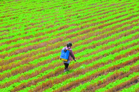 6月28日，內(nèi)黃縣東莊鎮(zhèn)馬固村農(nóng)民在花生地里噴施農(nóng)藥。