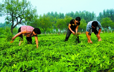 7月16日，內(nèi)黃縣后河鎮(zhèn)余莊村村民在花生地里除草。