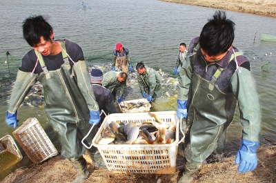 3月18日，漁民在溫縣黃河鯉魚生態(tài)養(yǎng)殖基地捕魚，近日，溫縣3000畝黃河鯉魚生態(tài)養(yǎng)殖基地的頭茬魚開始