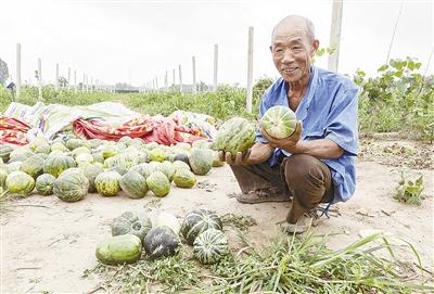 種的是“三白瓜”，長出來的瓜非常雜，其中最多的是本地甜面瓜，俗稱“一窩猴”