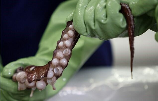 南極驚現(xiàn)350公斤巨型魷魚 南極驚現(xiàn)350公斤巨型魷魚