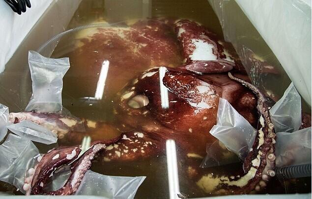 南極驚現(xiàn)350公斤巨型魷魚 南極驚現(xiàn)350公斤巨型魷魚