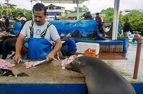 海獅變魚攤常客 排隊(duì)“購(gòu)買”金槍魚