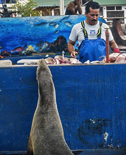 海獅變魚攤?？?排隊(duì)“購(gòu)買”金槍魚