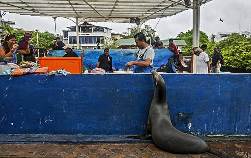 海獅變魚攤?？?排隊(duì)“購(gòu)買”金槍魚