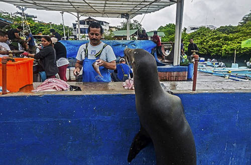 海獅變魚攤?？?排隊(duì)“購(gòu)買”金槍魚
