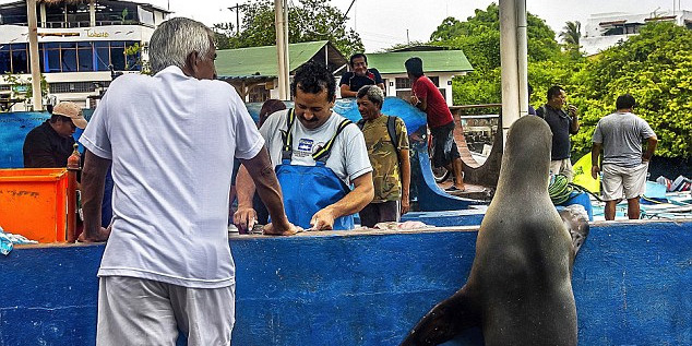 海獅變魚攤?？?排隊(duì)“購(gòu)買”金槍魚