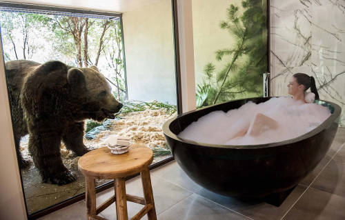 澳洲動(dòng)物園中開旅館 親密接觸野生動(dòng)物