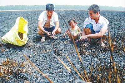 　村民為挽回一點損失，只得撿拾一些燒焦的麥穗。