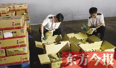 昨日，檢驗檢疫人員正對剛從臺灣進口的水果進行檢驗