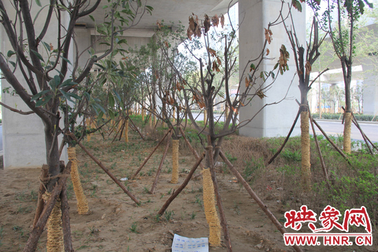 北三環(huán)經(jīng)三路橋下種的樹木有的葉子已經(jīng)干枯。