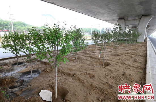 西三環(huán)淮河路立交橋下,新栽種的六七十棵枇杷樹。