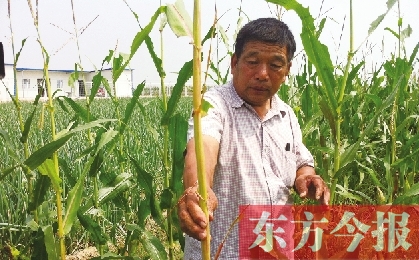 “東亞飛蝗”侵襲滎陽(yáng)千畝黃河灘 ?？兄参锶~子