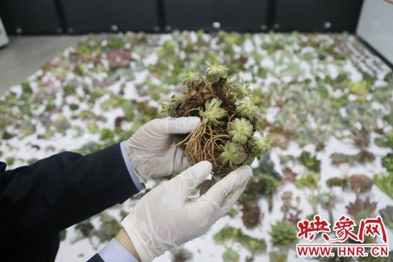 這些被截獲的多肉植物郵件面單上的品名大多申報(bào)為“禮物”、“衣服”等，屬于瞞報(bào)行為。