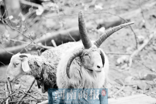 “咩……我的原主人說，他養(yǎng)了一輩子羊，也沒見過我這種情況”