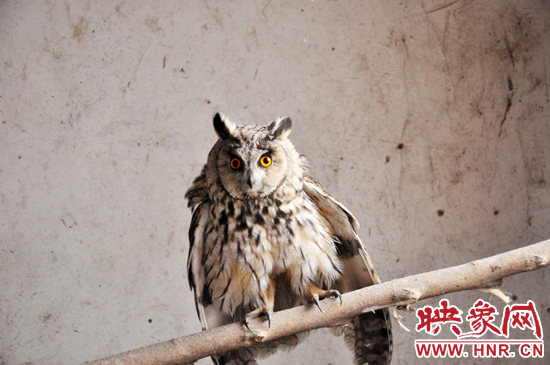 據(jù)了解，長(zhǎng)耳鸮屬于夜行動(dòng)物，是一種益鳥，主要捕食鼠類。