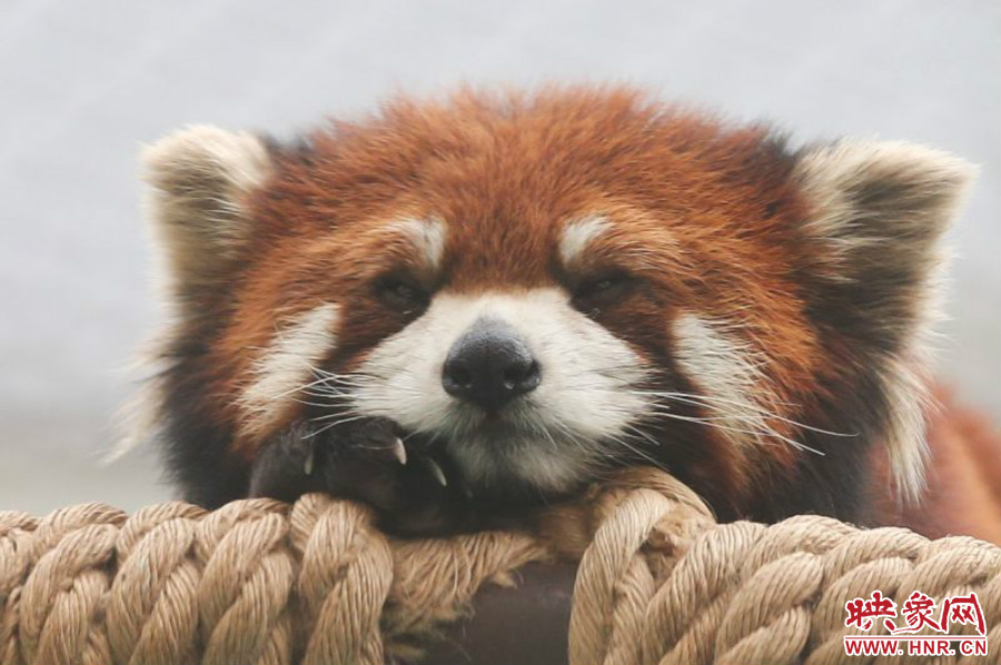 小熊貓在世界各動物園中是相當(dāng)受歡迎的動物。